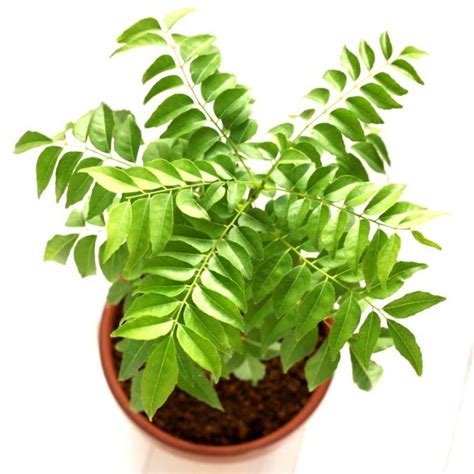 MODERN PLANT Curry Leaf Plant (Pack of 1) .